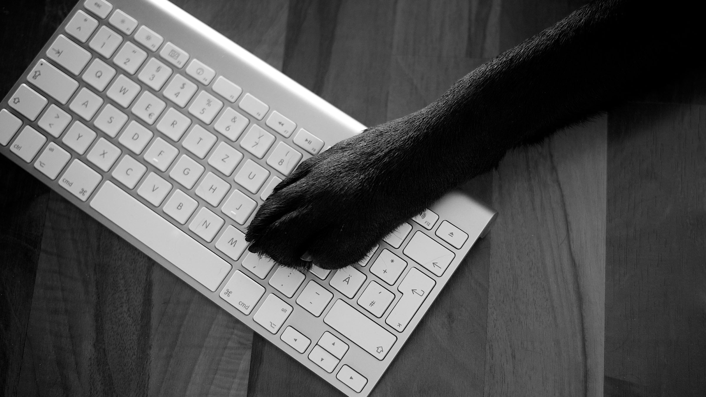 FRESH INFO +++ digitale Medien für Unternehmen: Hundeschulepost